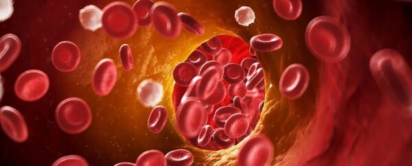 Qizil qon hujayralari